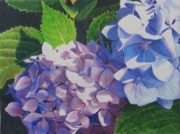 Botanical Art by Angela Bartlett | 색연필