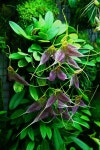 Orchidarium | 원예