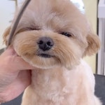 천안애견미용 / 퍼피썬 PUPPYSUN | - 너 정말 귀여워!! 이름도... 천안애견미용 #성성동애견미용 #퍼피썬 #dog #doggrooming #groomer | Instagram