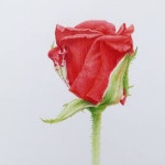 꽃그림#스페이스림 #색연필화 #botanicalportraits #botanicalart #coloredpencils #botanicalillustration #drawing #sketch #artwork #classes... 