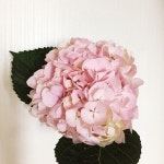 핑크 수국도 역시 러블리💕 . . #꽃 #리지플라워 #Liziflower #flower #flowergram #flowershop #lizistyle #꽃배달 #꽃다발... 