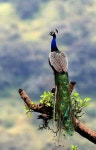 임춘근 springroot55님이 새 Birds 鳥類에 올린 새 이미지 | 공작새, 동물 농장
