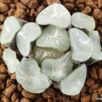 조로만상 0704(1).B.38(Haworthia maughanii) - 하월시아(Haworthia)
