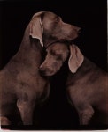 Labrador Retriever Dogs in Black Background | 개 사진, 강아지 용품, 애견용품