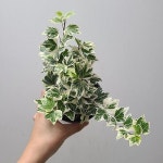 [무늬이쁜] 수성아이비 312_200/ 동일품배송(Hedera helix) - 관엽식물(Foliage)