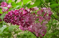 들꽃에 있는 풀꽃세상님의 핀