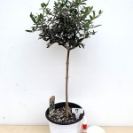 올리브나무(외목수형 7)-동일품배송(Olea europaea) - 공기정화식물(air purifying plants)