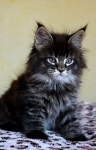 Maine Coon에 관한 37개의 최상의 Pinterest 이미지 | Cute kittens, Softies 및 개와 고양이 Maine Coon