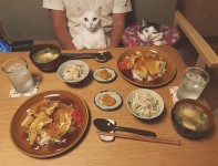 naomiuno カニ玉丼♩ ズワイガニの缶詰め頂いたから✨ と、胡麻マヨ春雨サラダ・お味噌汁。 ハッチャンの顔w #八おこめ #ねこ部 #cat... 