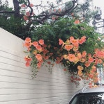 Instagram의 샹델드루사님: “퇴근길에 오며가며 계속 예쁘다... #낭만 이 있는 #연남동 #플라워레슨 #샹델드루사 #데일리... 