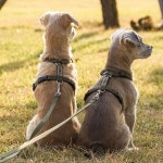 H489 강아지 트윈줄 | 강아지, 애견, 부드러운