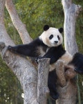 쏘뷰티팬더민박 | Pin page Пин от пользователя Beauty soogi на доске 바오네가족🐼 and 팬더 в 2024 г | Панда