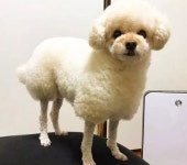 미용실 보낸 강아지! 양으로 돌아왔다?