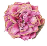 Flowers Gallery — Botanical Artist & Illustrator, Learn to draw Art Books, Art Supplies, Workshops | 색연필