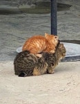 Pin by 냥글 냥글 on 냥이들의 일상 생활속모습 | Funny cats, Cat memes, Cute cats