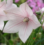 balloon-flower | 꽃