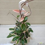 [성심꽃농원] 호야_걸이용_120(Hoya carnosa) - 공기정화식물(air purifying plants)