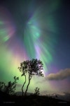 aurora | 오로라