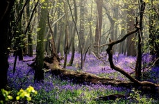 Pin by Kim Mirae on 숲 in 2024 | Spring forest, Nature photos, Scenery