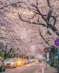 벚꽃🌸 예서롭다 trên Instagram: “_ . . 올해도 끝났구나, 내년을 또 기대하자🌸 . . #벚꽃 #대전 #대전벚꽃 #벚꽃명소... 