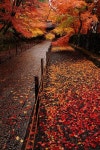 Fall에 관한 7개의 최상의 Pinterest 이미지 | 배경화면, Paisajes 및 답례 선물 Fall