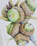 완성 #botanicalart #coloredpencil #fabercastell #botanical #terrylee #orientalwhiteoak #kbac #보태니컬아트 #색연필화... 