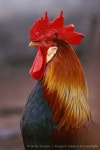 Chicken?에 관한 433개의 최상의 Pinterest 이미지 | 닭장, 농장 및 농장 동물 Chicken?