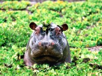 Pin by JB on About Animals | Hippopotamus, Cute animal pictures, Cute hippo