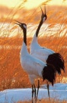 Animales에 관한 157개의 최상의 Pinterest 이미지 | 농장 동물, 농장 및 닭장 Animales