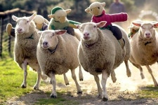 sheep에 관한 52개의 최상의 Pinterest 이미지 | 농장 동물, 시골 생활 및 염소 sheep