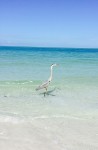 Pin by Out Of The Blue Sea Glass Jewe on LIDO BEACH | Lido beach, Lido, Beach