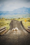 sheep에 관한 10개의 최상의 Pinterest 이미지 | 자연, 농장 동물 및 염소 sheep
