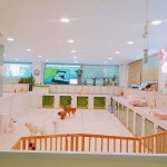 #꿈린놀이방  #       #dogkindergarten #꿈에개린 #꿈린 #강남강아지호텔 #대형견호텔 #강남강아지유치원 #애견호텔 #애견유치원 #강아지호텔...