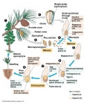Gymnosperm Lifecycle | 원예, 식물, 농업
