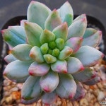 블루엘프금5056(variegated) - 다육식물(Succulents) 블루엘프금5056(variegated) - 다육식물(Succulents) | 다육 식물, 농장