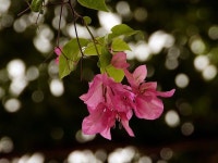 Pixabay의 무료 이미지 - 종이 꽃, 꽃, 아름다운 꽃이, 레드, 많은 꽃, 덩굴, 화원 in 2020 | Plants, Image, Garden