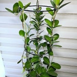 [리사호야] 꽃과향기 J0336 -동일품 배송- 높이110cm 폭30cm 연두와크림색의 조화(Hoya Australis Lisa) - 공기정화식물(air... 
