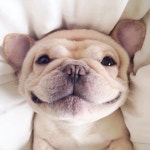 Untitled cute | Puppy | Dog | animal | pets | 귀여운 개, 애완동물 제품, 프렌치 불독 강아지