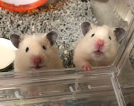 Pin by edit_vacation🍦☀️🍦 on 나는 햄찌라오 | Hamster, Cute animals, Cute photos
