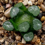 (특가할인)z1만상(중소묘) 102-44(Haworthia maughanii) - 하월시아(Haworthia)