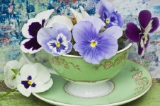 Purple summer pansies in a green teacup and saucer | 팬지