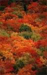 Nature에 관한 17개의 최상의 Pinterest 이미지 | 아름다운 장소, 숲 및 Paisajes Nature