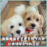 マルプーふわもこ隊 #いぬのきもち #ミラーレス一眼 #maltese #toypoodle #mixdog #maltipoo #boy #sonycamera #멍스타그램 #개스타그램