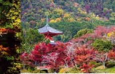 가을에 떠나는 일본 여행, 교토의 숨겨진 단풍 명소 가을에 떠나는 일본 여행, 교토의 숨겨진 단풍 명소 | 일본 여행, 여행, 단풍