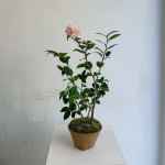 #서향동백 향기좋은 동백이 #분토_식물 #광주식물가게 #광주꽃집 - ▪️📍 광주광역시 남구 대남대로 296 1층 boonto ▪️☎️ 010.... 