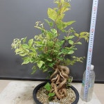 무늬홍싸리5091-근상작 화려한무늬-붉은꽃 - 분재(Bonsai) - 2023 | 붉은 꽃, 분재, 식물