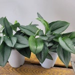 트루비 문라이트/ 스킨답서스 트루비(중품) 오랜만에 나온아이에요(Epipremnum aureum) - 공기정화식물(air purifying plants)