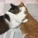 #냥스타그램 #cat 예민한 횽냐한테 매일 조짐을 당하느라 고생이... ㅋㅋ  #냥스타그램 #cat 예민한 횽냐한테 매일 조짐을 당하느라 고생이... 