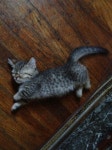 Squishy에 관한 27개의 최상의 Pinterest 이미지 Squishy 