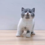 4231 ⠀ 💬블루바이 무사입국완료 ✈해외캐터리 Since 2010 💬수입문의가능 ⠀ #브리티쉬숏헤어 #먼치킨 #랙돌 #수입묘 #jcattery... 